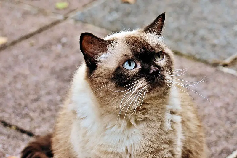 british-shorthair