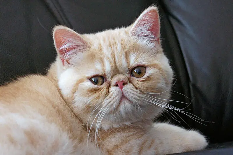 exotic-shorthair