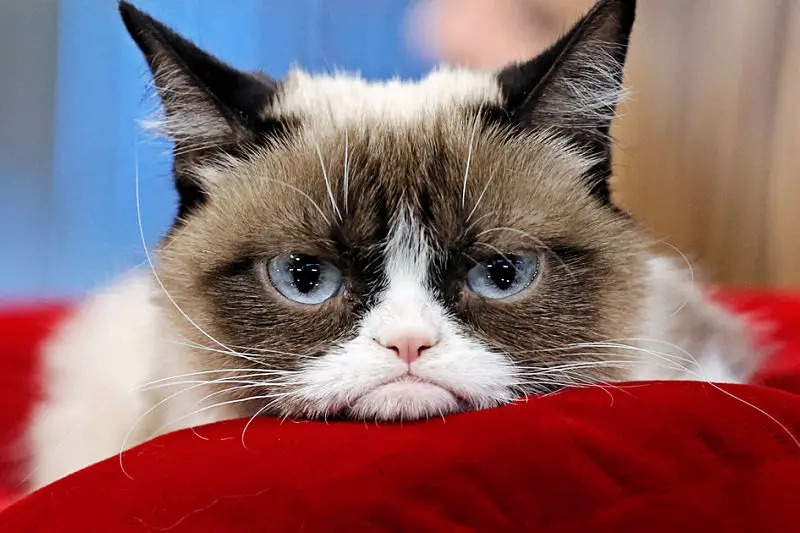 grumpy-cat2