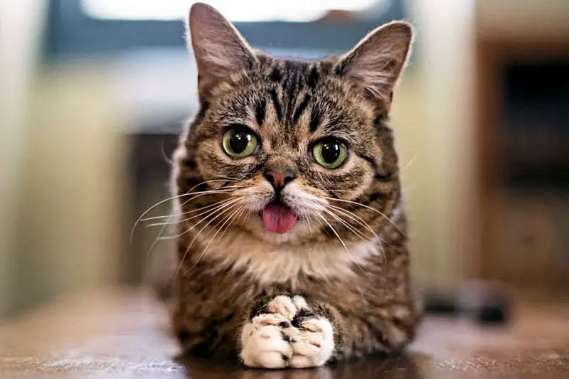 lilbub1