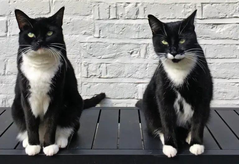 A Tribute to Tuxies and their ‘Tuxitude’ The Purrington Post