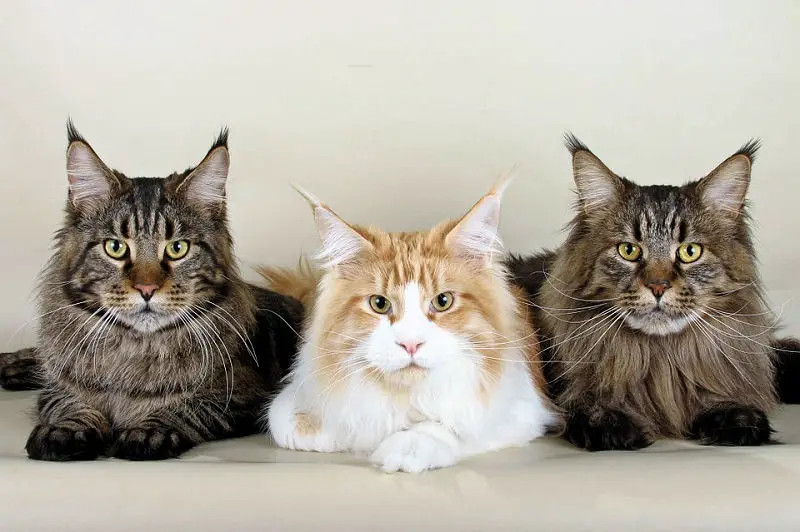 maine coon cats