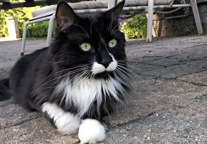 gray bicolor cat