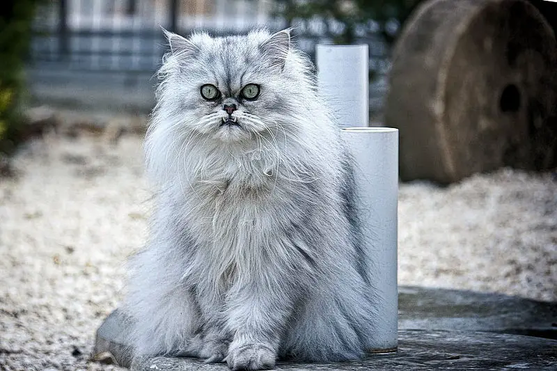 persiancat