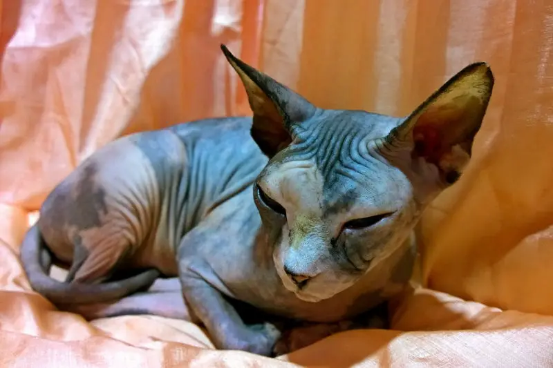 sphynx