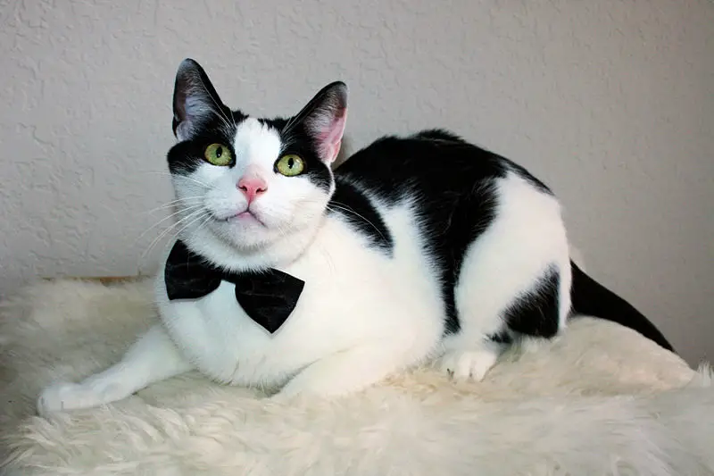 black and white tuxedo cat