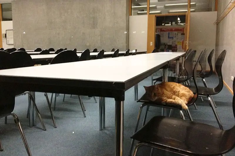 campus-cat-university-cuddles-augsburg-germany-26