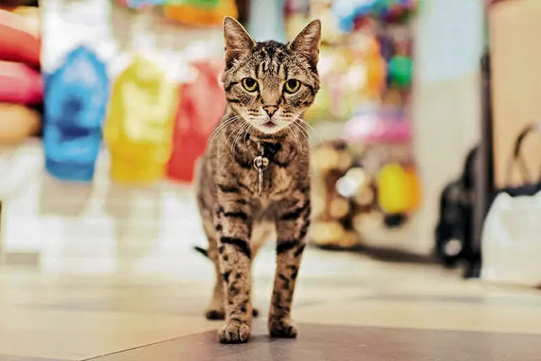 Shop Cats of New York The Purrington Post