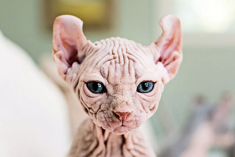 sphynx1