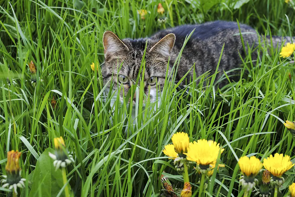 Garden Herbs Beneficial to Your Cat - The Purrington Post