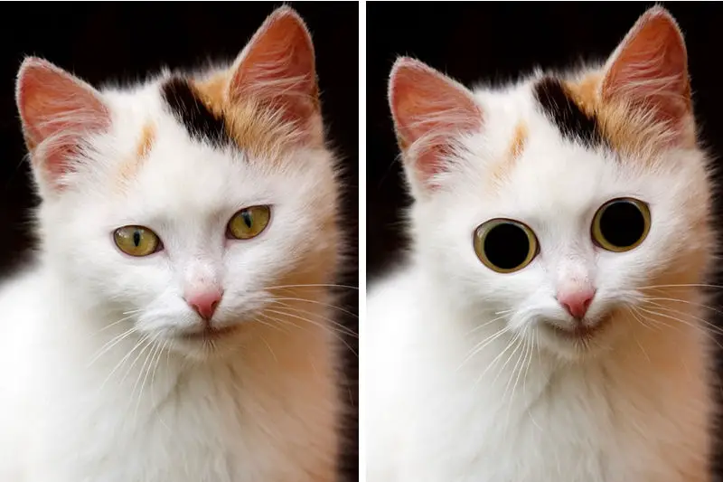 Why Felines Flip For Catnip The Purrington Post