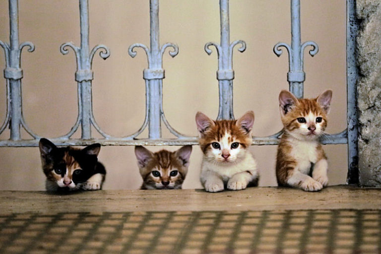 22 Amazing Stories of Black Cats The Purrington Post