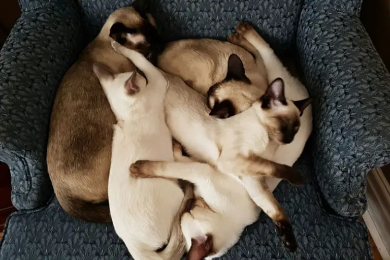 9 Reasons Tuxedo Cats Rock! The Purrington Post