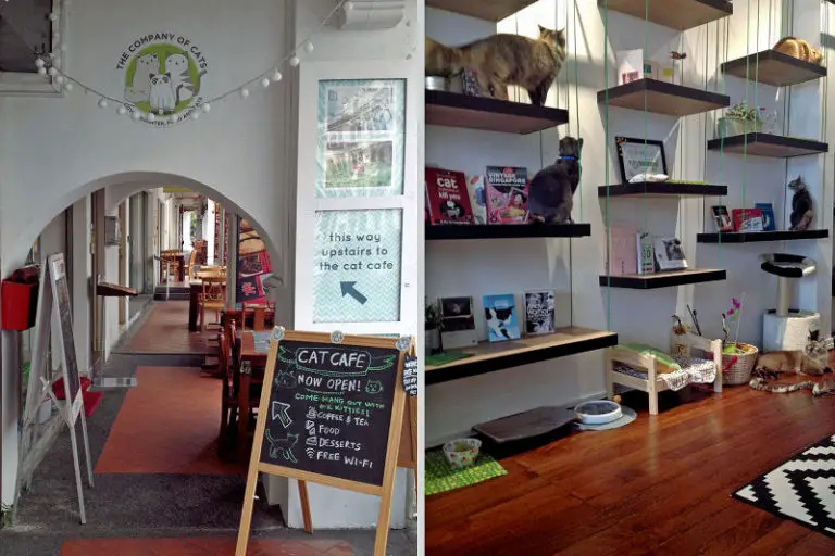 Confessions of a Cat Cafe Addict The Purrington Post