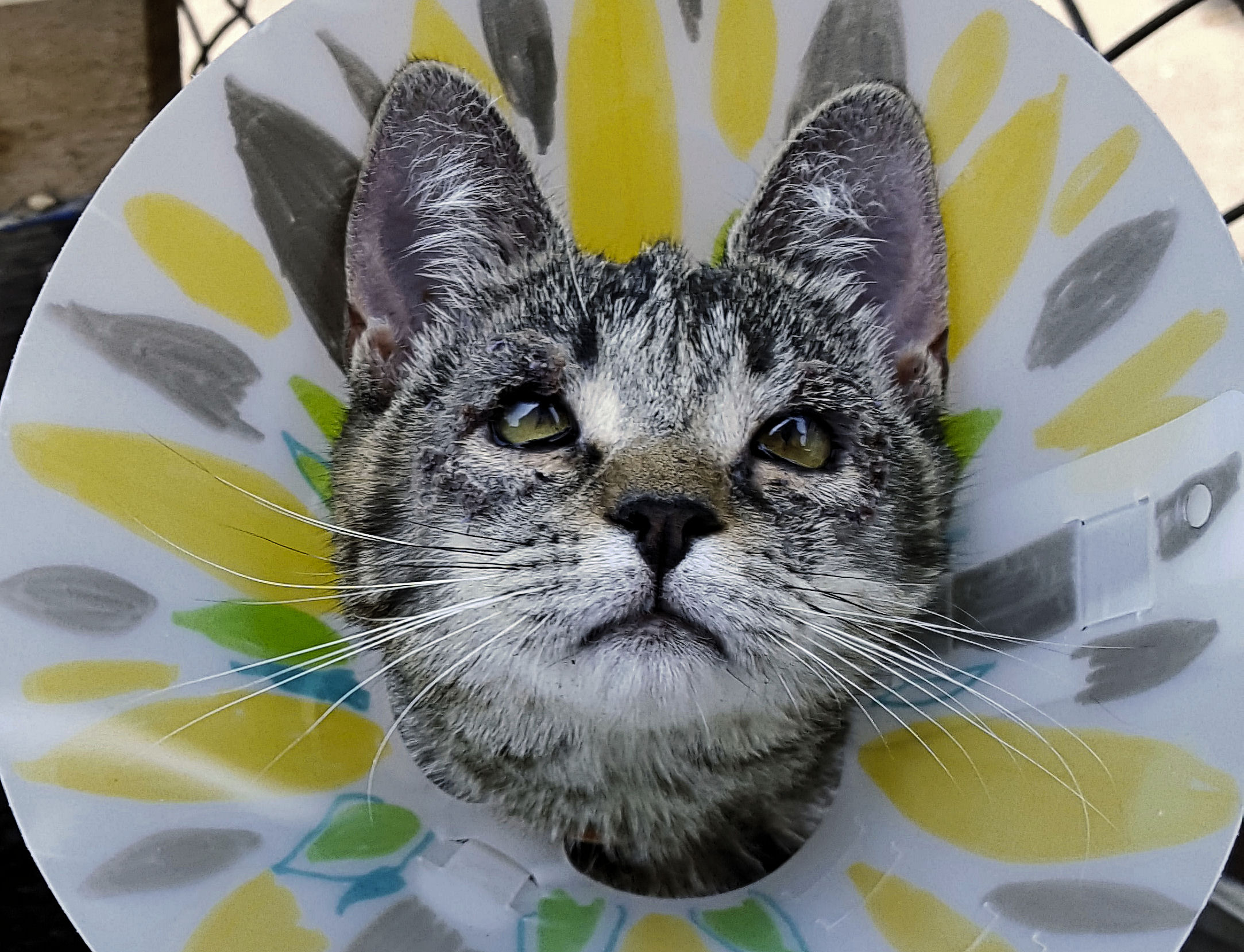 Jersey Kitten Named Cat Champ, Doesn't Care