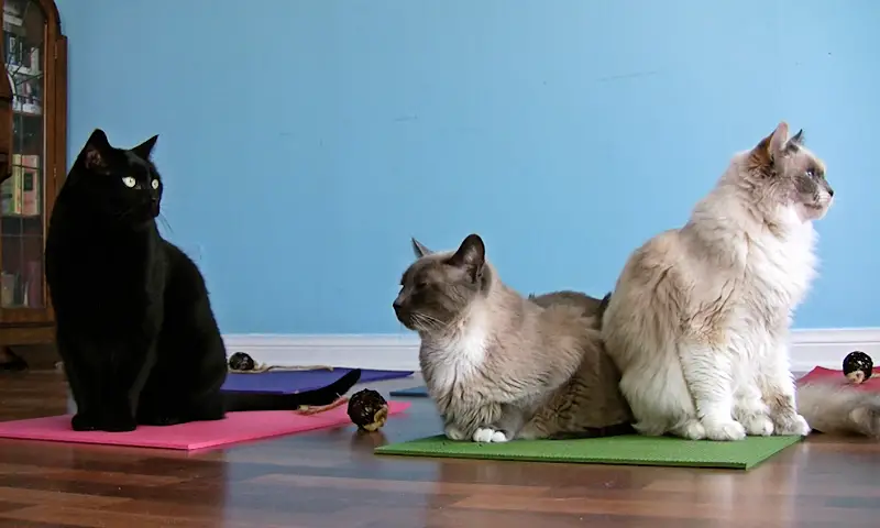 Yoga Cat Mat from Feline Yogi