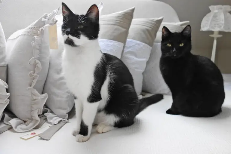 Should Your Cats Sleep With You? The Purrington Post