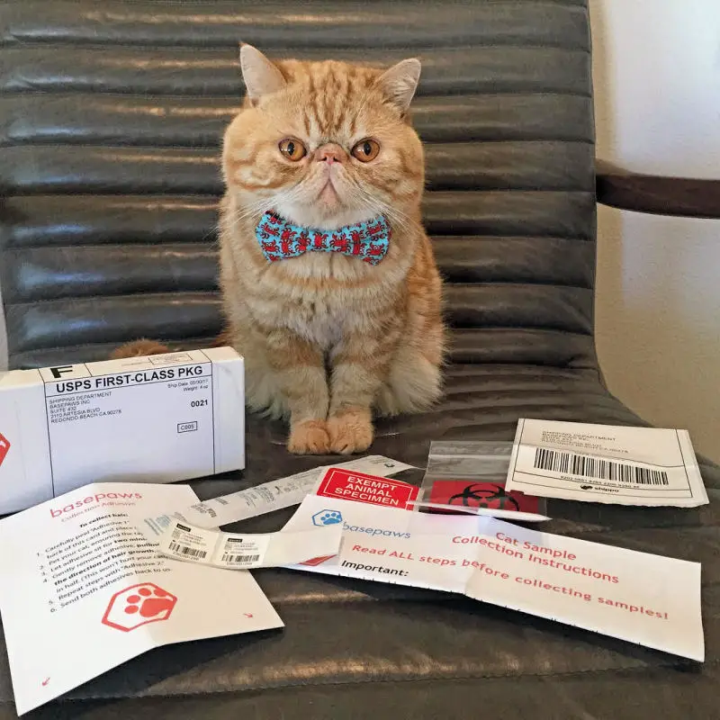 35 HQ Photos Cat Genetic Testing Canada / Genetic Testing 35 HQ Photos Cat Genetic Testing Canada / Genetic Testing