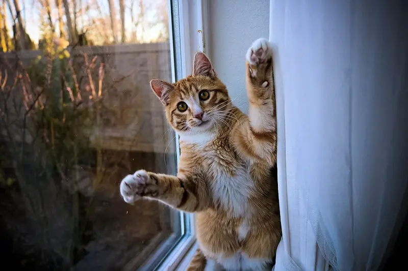 Cute ginger tabby cat sitting on a tall rock with a forest