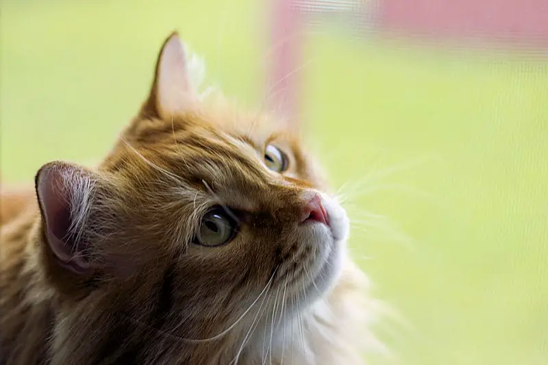 fat fluffy orange cat