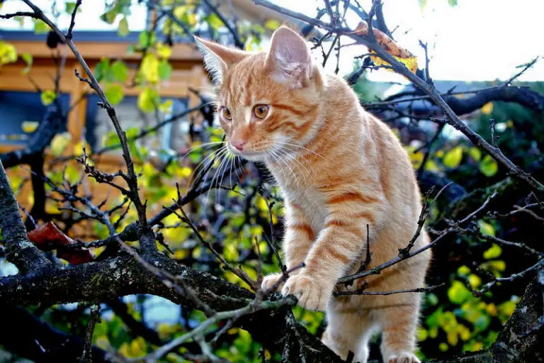 are orange tabby cats always male are orange tabby cats always male