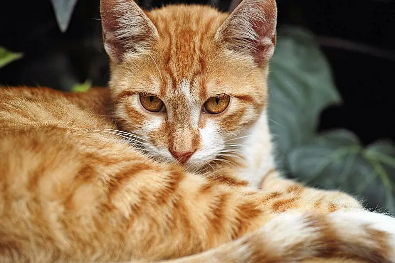 9 Fun Facts About Orange Tabby Cats 