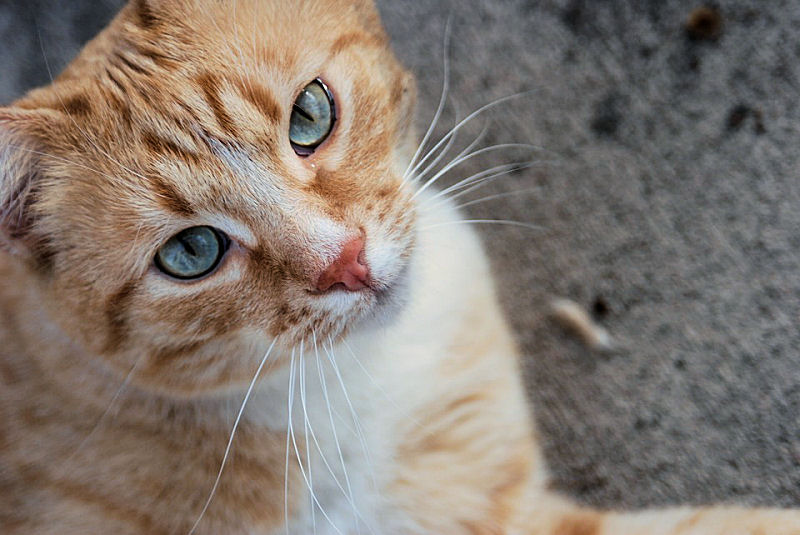 Cute ginger tabby cat sitting on a tall rock with a forest