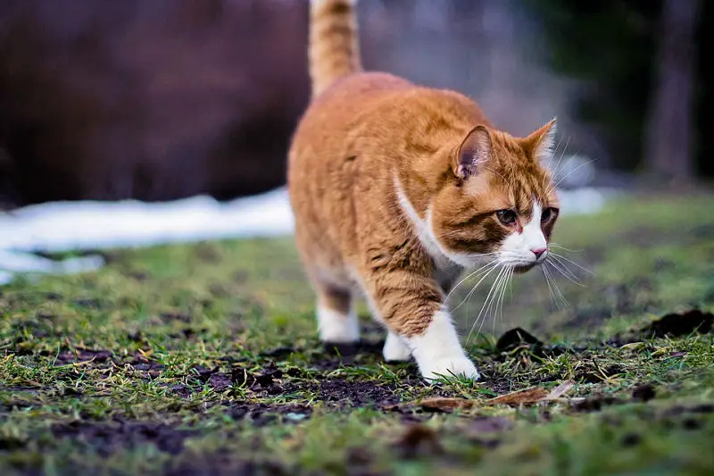 ginger and white tabby cat