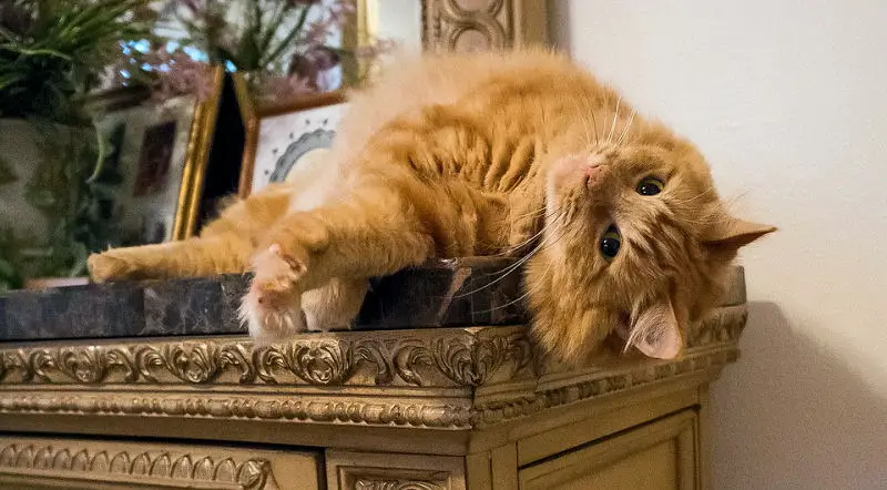 orange cat long hair