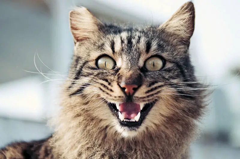 Angry Cat Noises: Decode Common Cat Sounds With This Guide