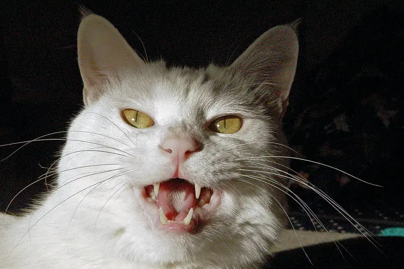 Let's Talk Angry Cat Sounds and How to Handle Them