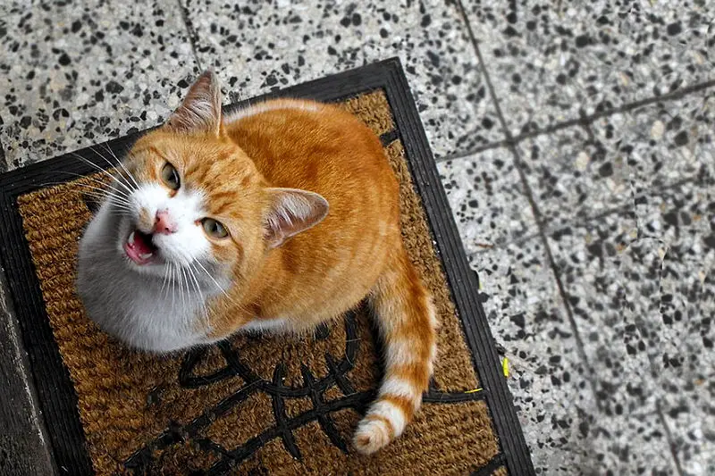 8 Common Cat Sounds Decoded: Why Cats Purr, Meow and Yowl