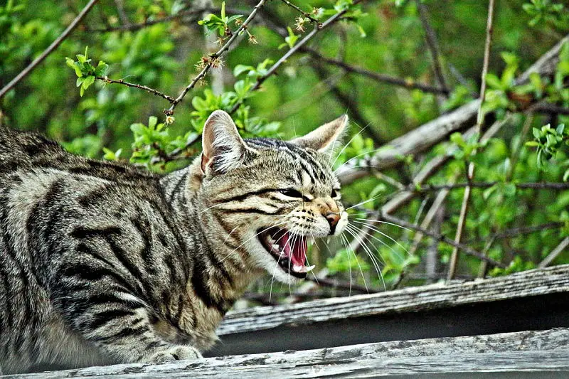Angry Cat Sounds (See How Your Cat Reacts with these Angry Cat Noises) 