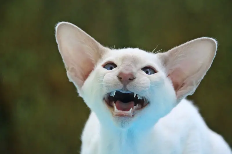 8 Common Cat Noises & What They Really Mean
