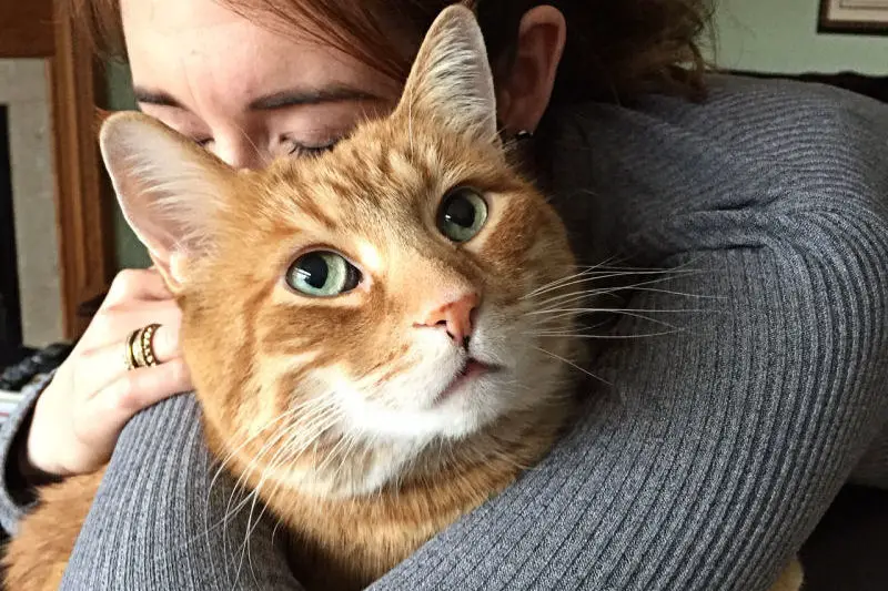 fat fluffy orange cat