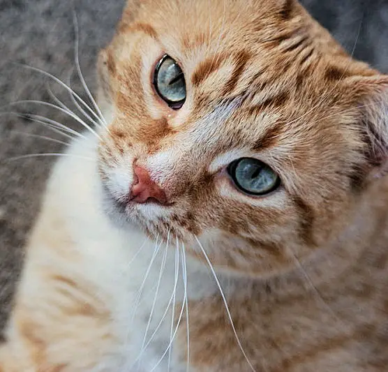 fluffy orange tabby cat