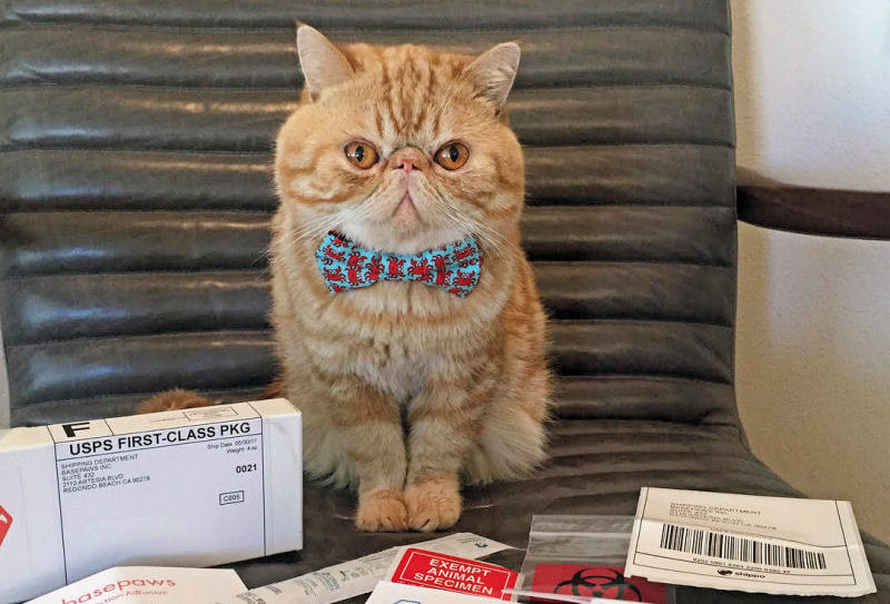 View of First Ever DNA Test for Cats - The Purrington Post