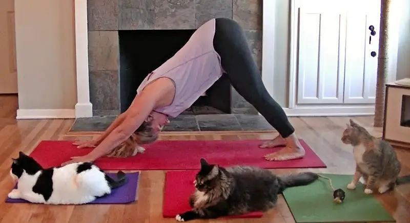 Yoga Cat Mat from Feline Yogi