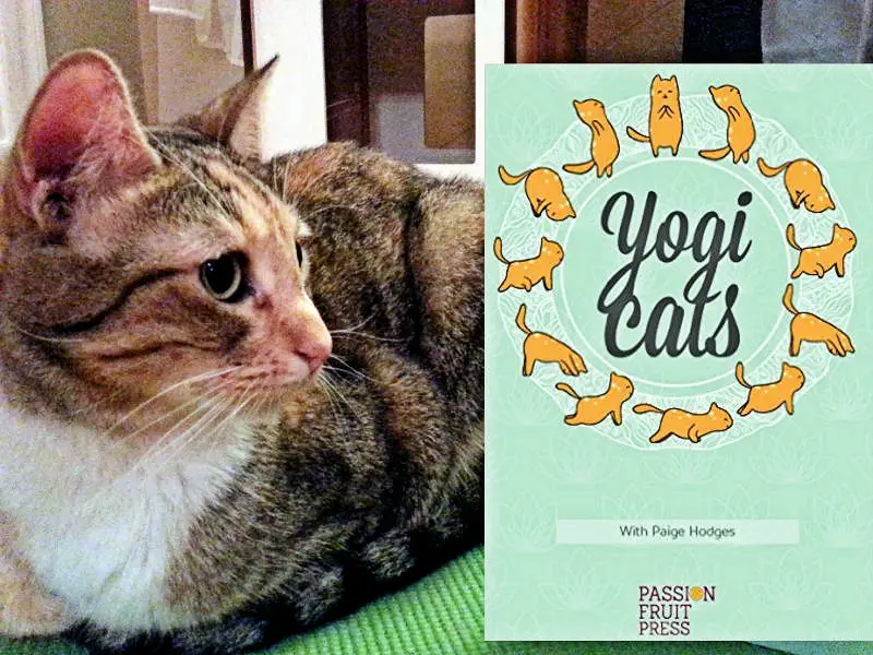 Yoga Cat Mat from Feline Yogi – hauspanther