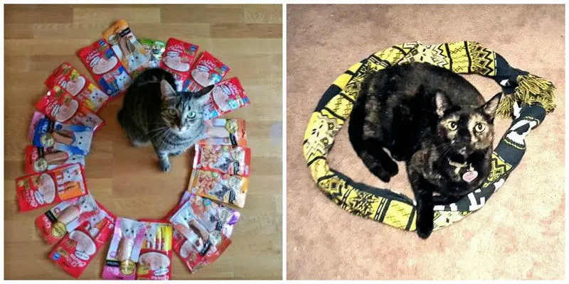 cat circle theory