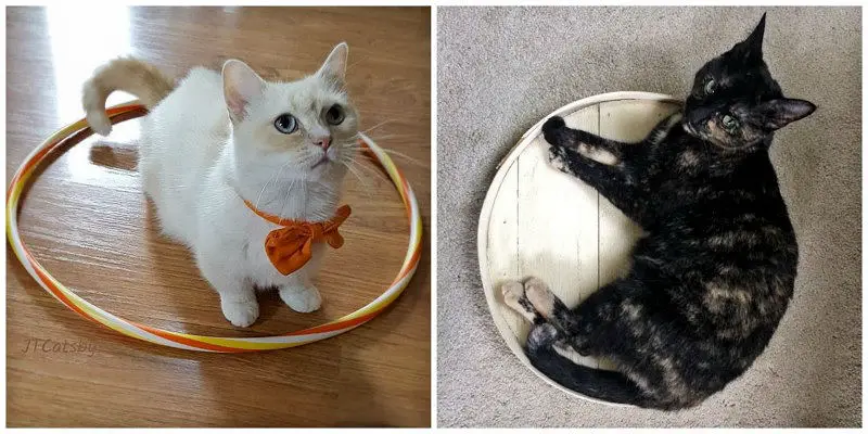 cat in a circle trick