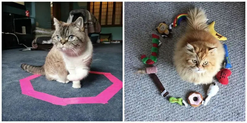 cat sits in tape square