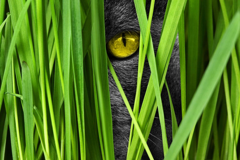 Why Do Cats Eat Grass? - The Purrington Post