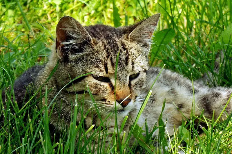 Why Do Cats Eat Grass? - The Purrington Post