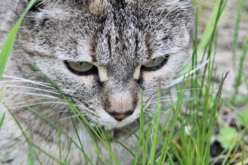 why cats need to eat grass