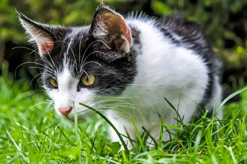 importance of eating grass for cats