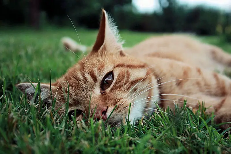 Why Do Cats Eat Grass?