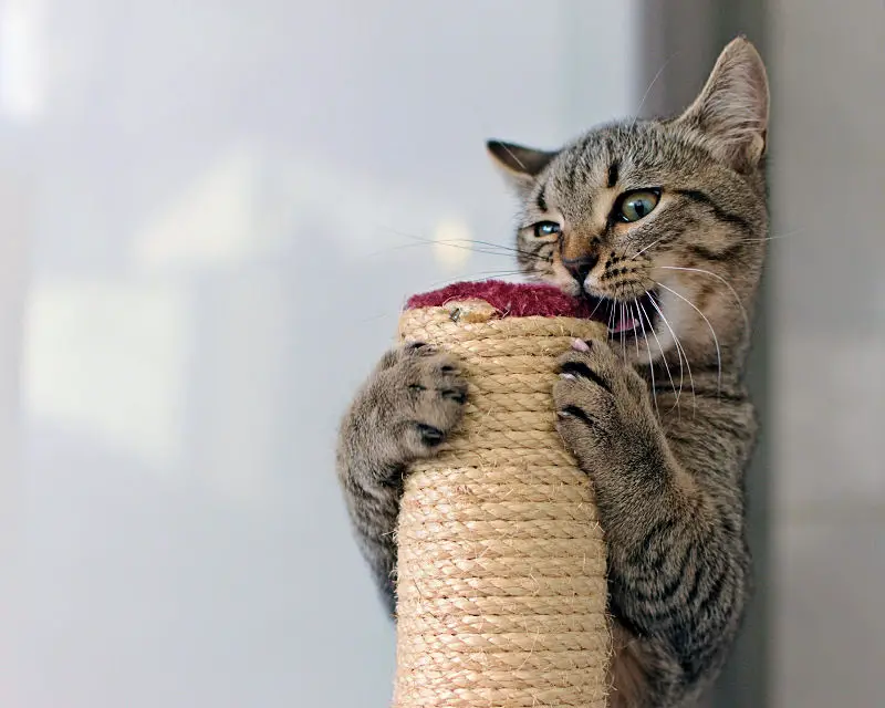 best chew toys for kittens