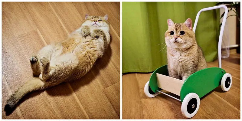 My Cat Playing with His Favorite Toy - a Drinking Straw - Funny Cat 