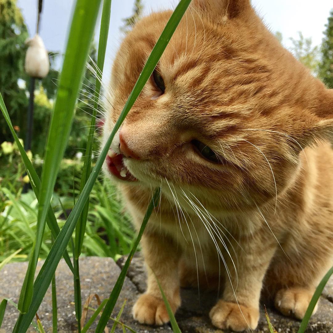 Why Do Cats Eat Grass? - The Purrington Post